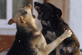 В Новосибирске стая бездомных собак напала на домашнего йорка
