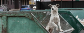 В Забайкалье принят закон об эвтаназии агрессивных и невостребованных собак