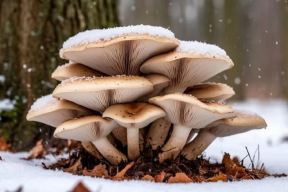 Роспотребнадзор напомнил об опасности сбора грибов у дорог и свалок