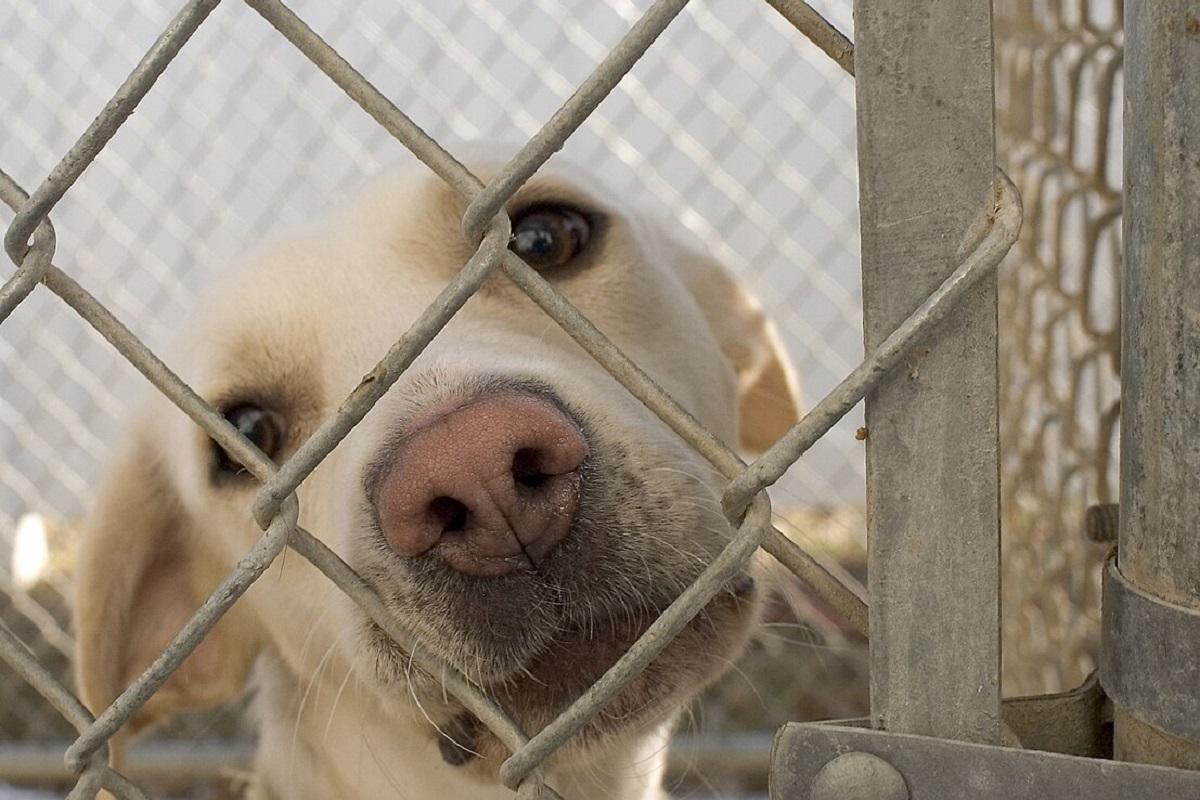 В Новосибирске одобрили строительство приюта для животных за 800 млн рублей