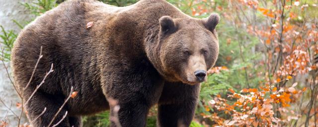 Лось и семеро медведей погибли от удара током под Тверью