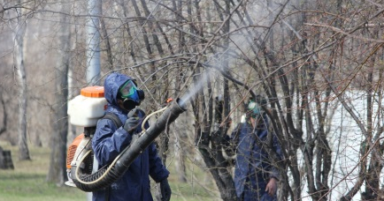 В Иркутске более 60 тысяч зеленых насаждений обработают от  горностаевой моли
