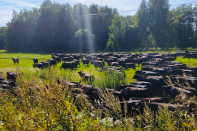 Корова из г.о. Пушкинский стала рекордсменкой по молочной продуктивности