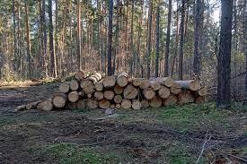 Под Новосибирском под видом аварийной уборки деревьев начали вырубать лес