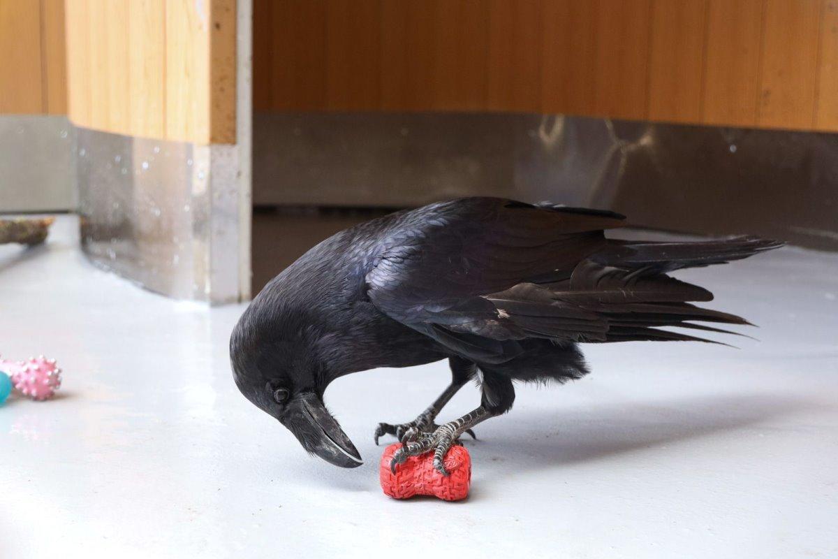 В московском парке «Сокольники» открылся Центр восстановления и адаптации птиц