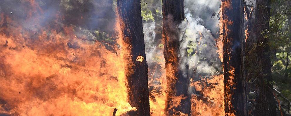 В Якутии пожары уничтожили более 95 гектаров леса