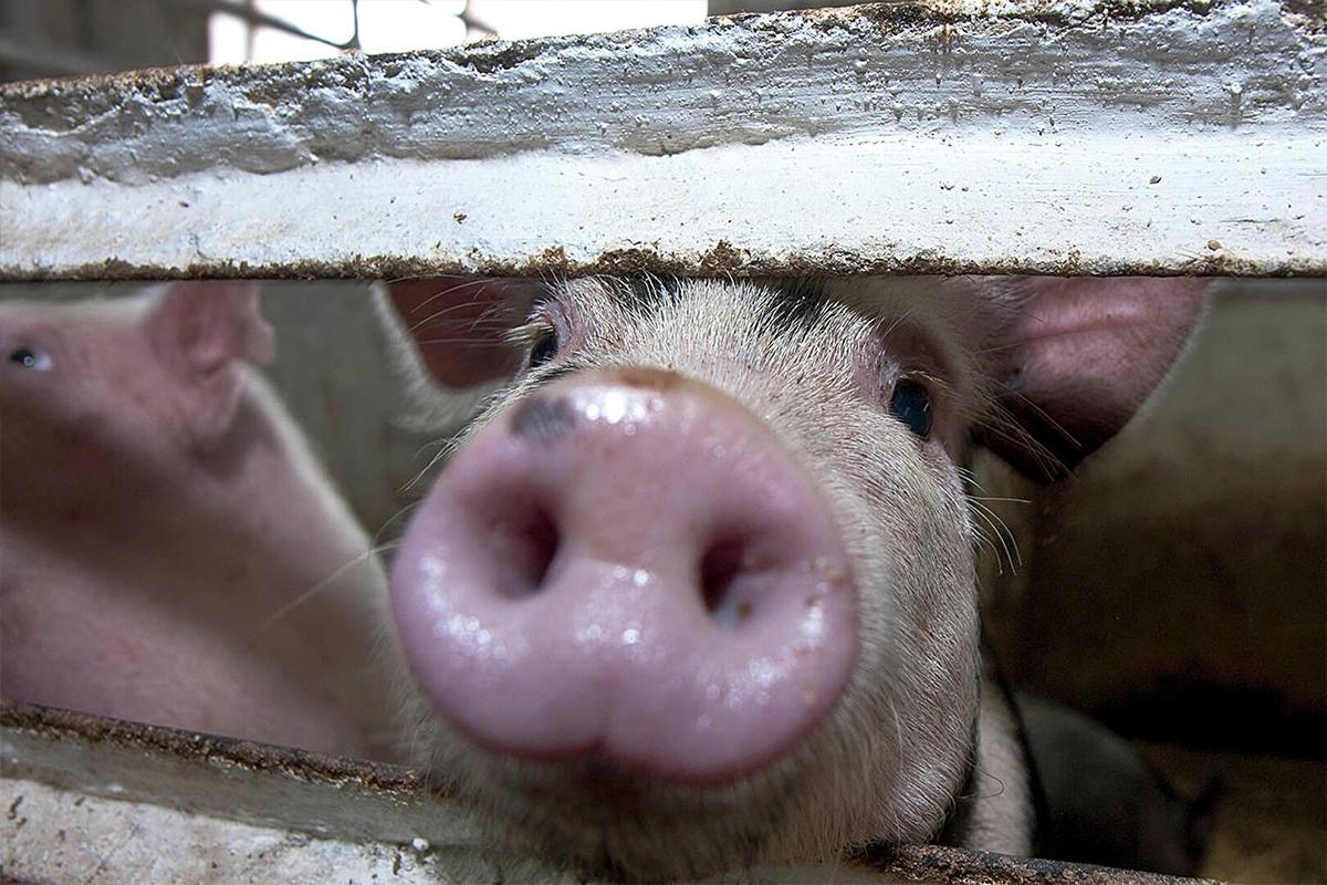 Очаг бешенства выявлен в Новосибирской области