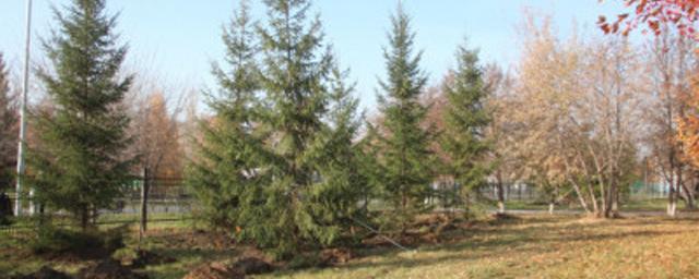В центральном парке Бердска высадят более двух тысяч деревьев