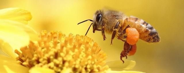 Инженер из Австралии создал искусственные цветы для пчел
