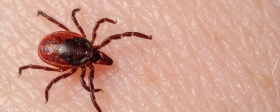 Nearly 13 thousand people in the Sverdlovsk region have suffered from tick bites
