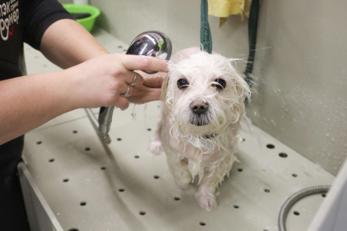 Кинолог Голубев назвал продукты, которые нельзя давать собакам