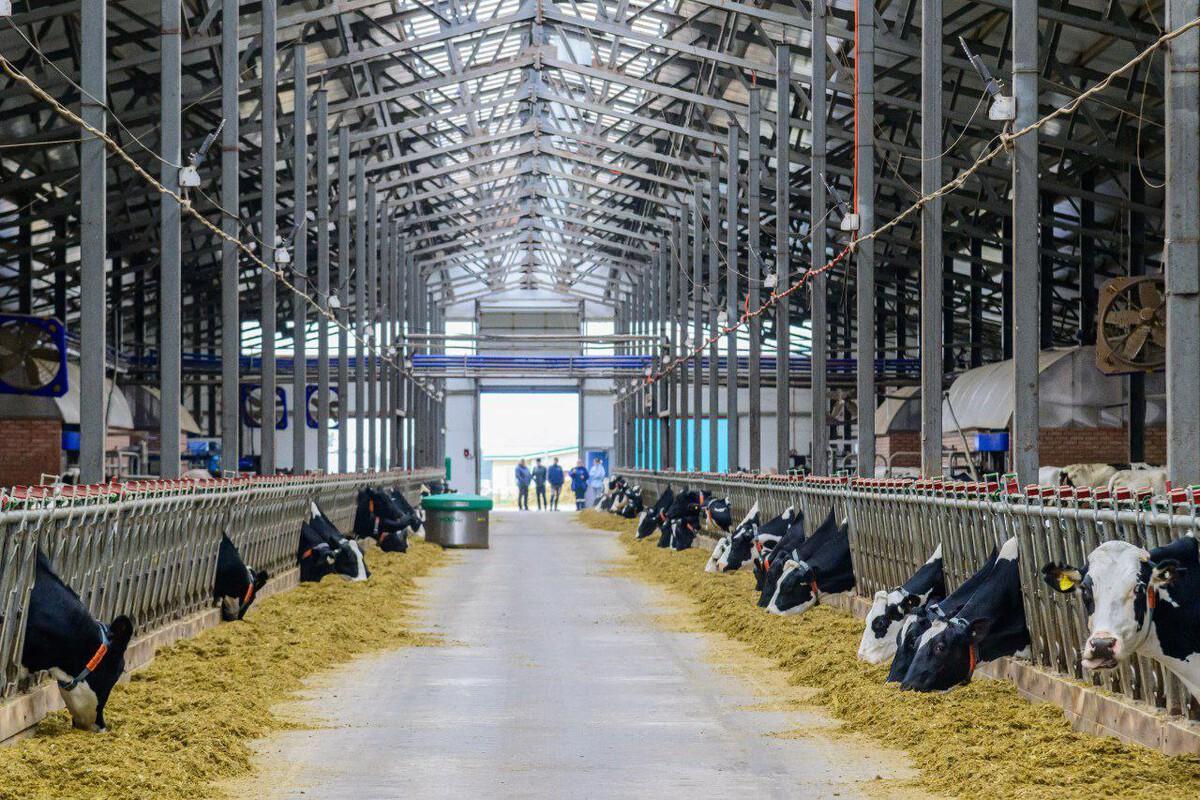 В Марий Эл планируют увеличить производство молока на 8 тысяч тонн к концу года