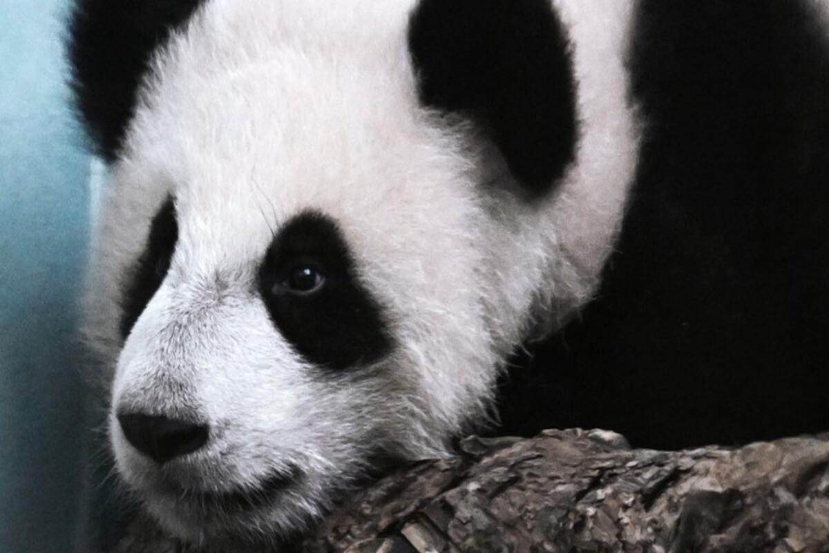 Знаменитая в московском зоопарке панда Катюша может быть перевезена в Китай