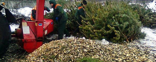 Власти Нальчика призывают не выбрасывать новогодние елки из квартир