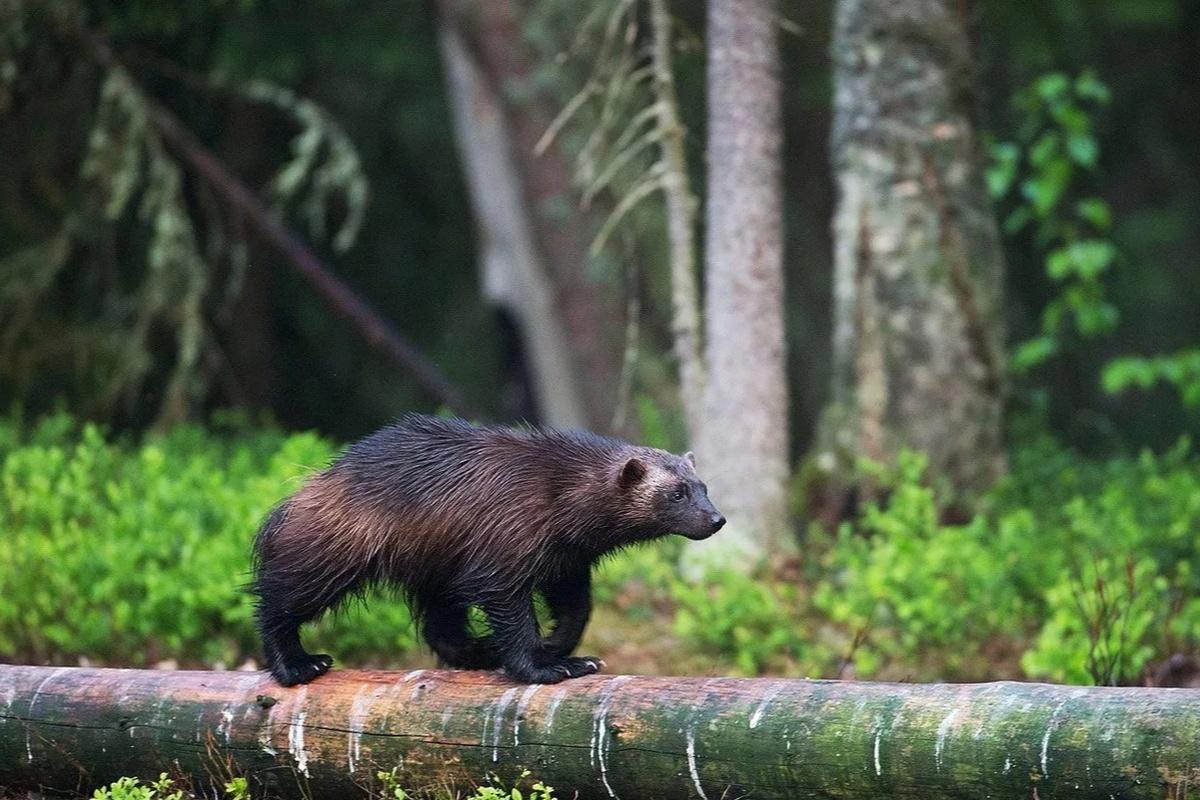 Защитой редких животных и растений в Петербурге займется специальная комиссия