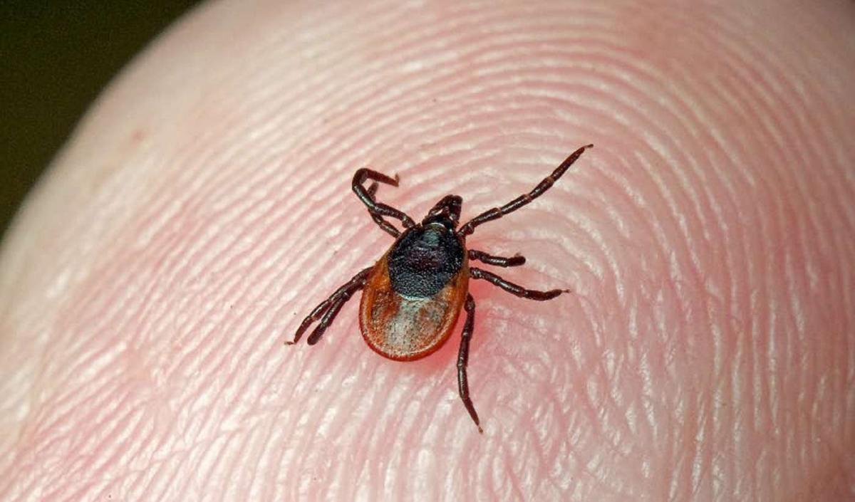 В Мордовии у клещей выявили боррелиоз