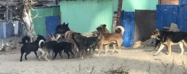 В Улан-Удэ собаки напали на 7-летнего ребенка