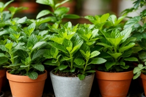 Власти Москвы утвердили список из 32 инвазивных растений для истребления