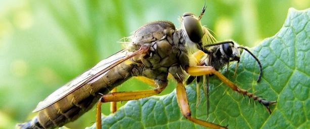 Уникальная ДНК-лаборатория МГУ будет изучать хищных мух