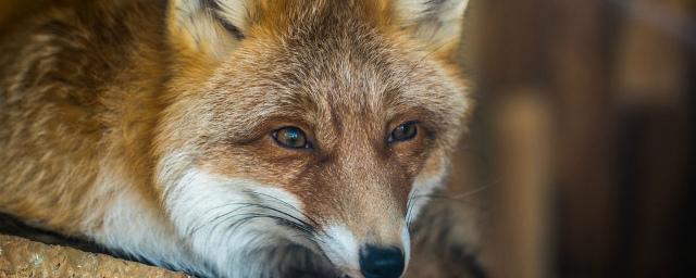 В Заводском районе Саратова объявлен карантин из-за бешеной лисы