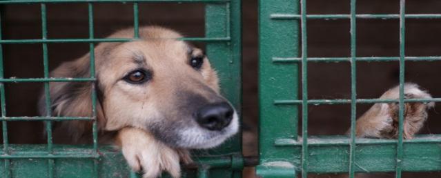 Власти Казани увеличат расходы на содержание бездомных животных до 31 млн рублей