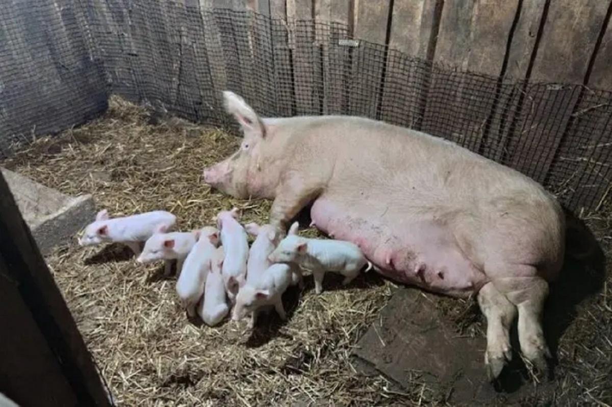 В Мордовии активно растет поголовье свиней