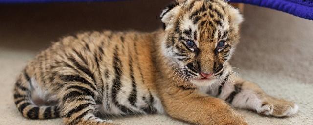 В Приморье ветеринары спасают раненого браконьерами тигренка