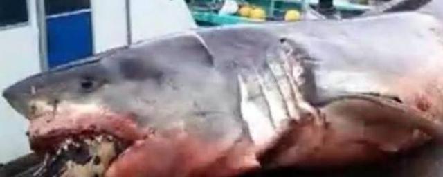 У берегов Японии обнаружили гигантскую акулу, подавившуюся черепахой