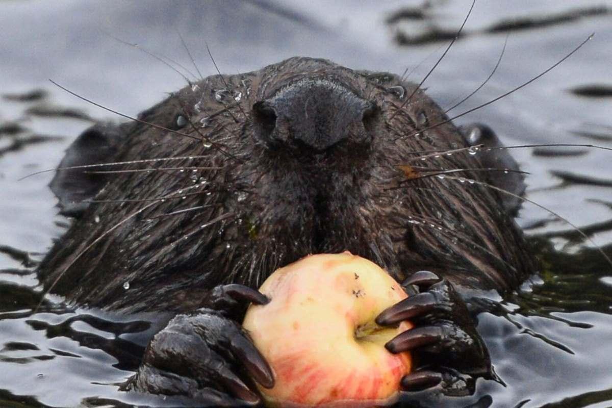 Ежегодный учёт околоводных видов охотничьих животных стартует на Вологодчине в начале ноября