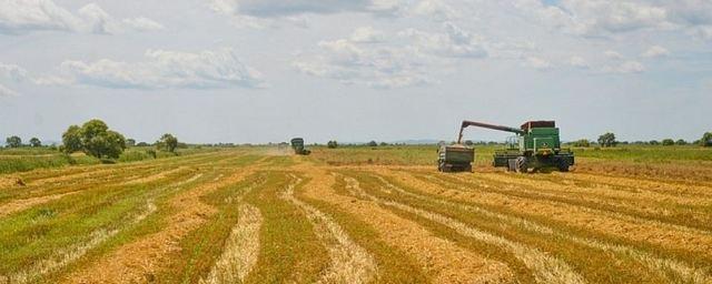 В Приморье кукурузой засеяли свыше 1,2 тысячи гектаров полей