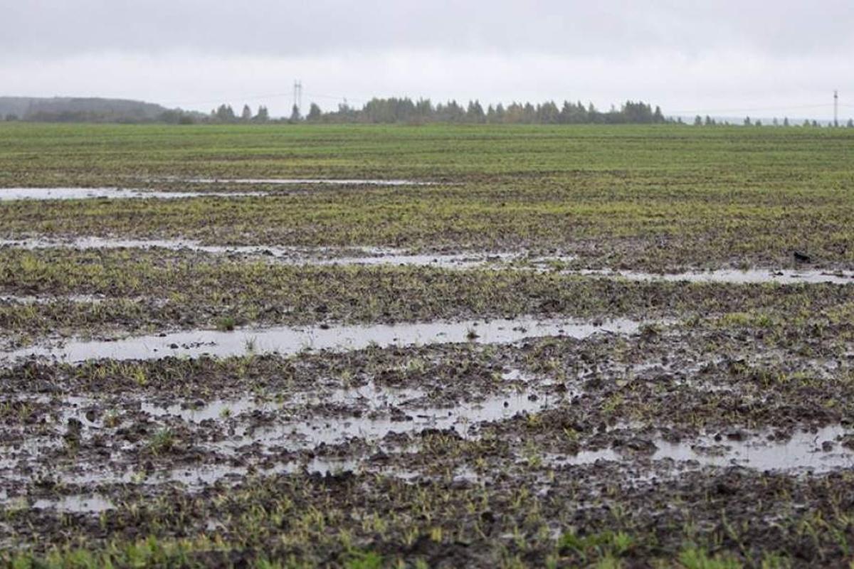Минсельхоз Новгородской области зафиксировал затопление полей из-за ливней