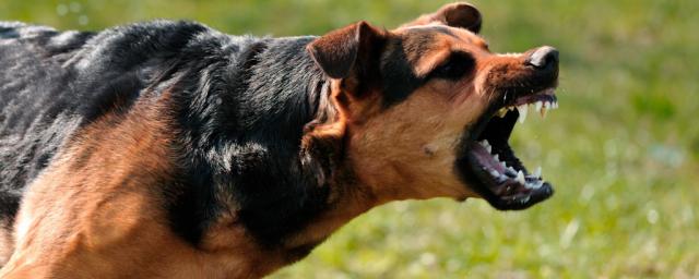В Мурманской области отловили собаку, укусившую 10-летнюю девочку