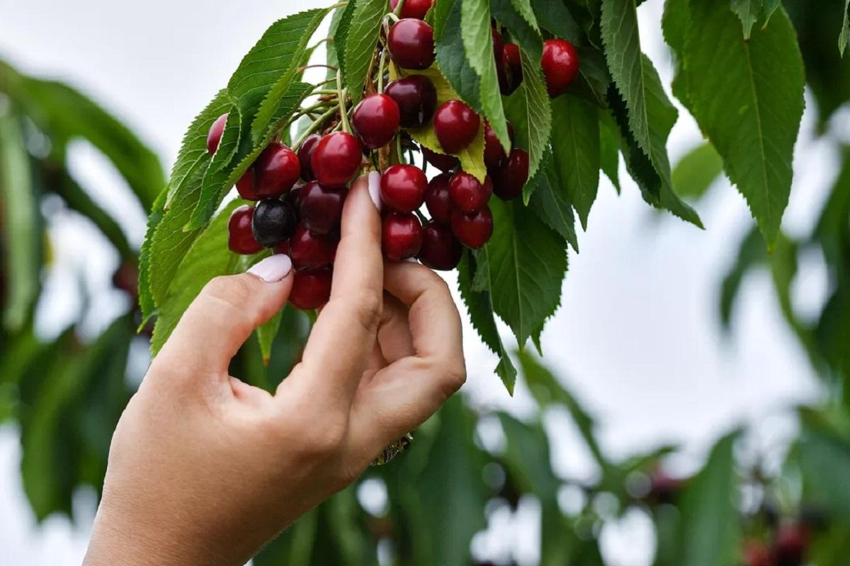 Российские ученые разрабатывают устойчивые к заморозкам сорта персика и черешни