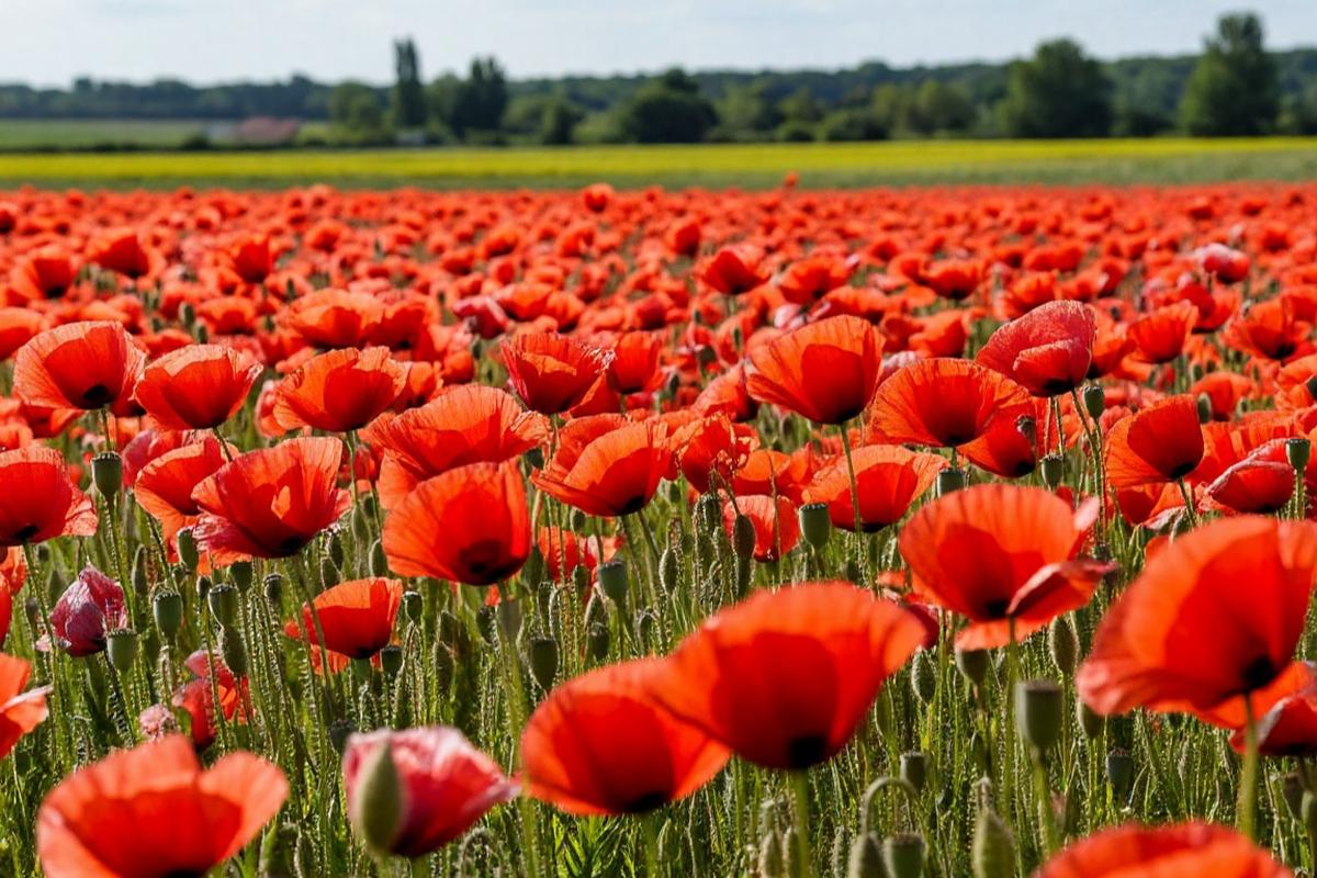 Дачникам Ростовской области напомнили об ответственности за выращивание шалфея