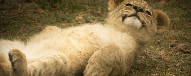 В зоопарке Владикавказа придумают имя для львенка