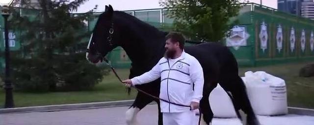 Житель Германии подарил Рамзану Кадырову коня породы Шайр
