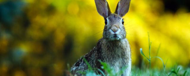 запрет охоты на зайца в татарстане
