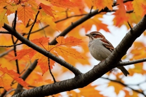 В Мордовии новый рекорд: самый теплый день в ноябре за 30 лет