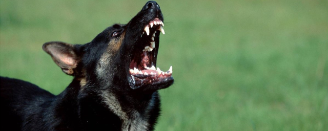 Прокуратура обязала районную администрацию Мордовии заплатить семье, чей сын пострадал от собаки