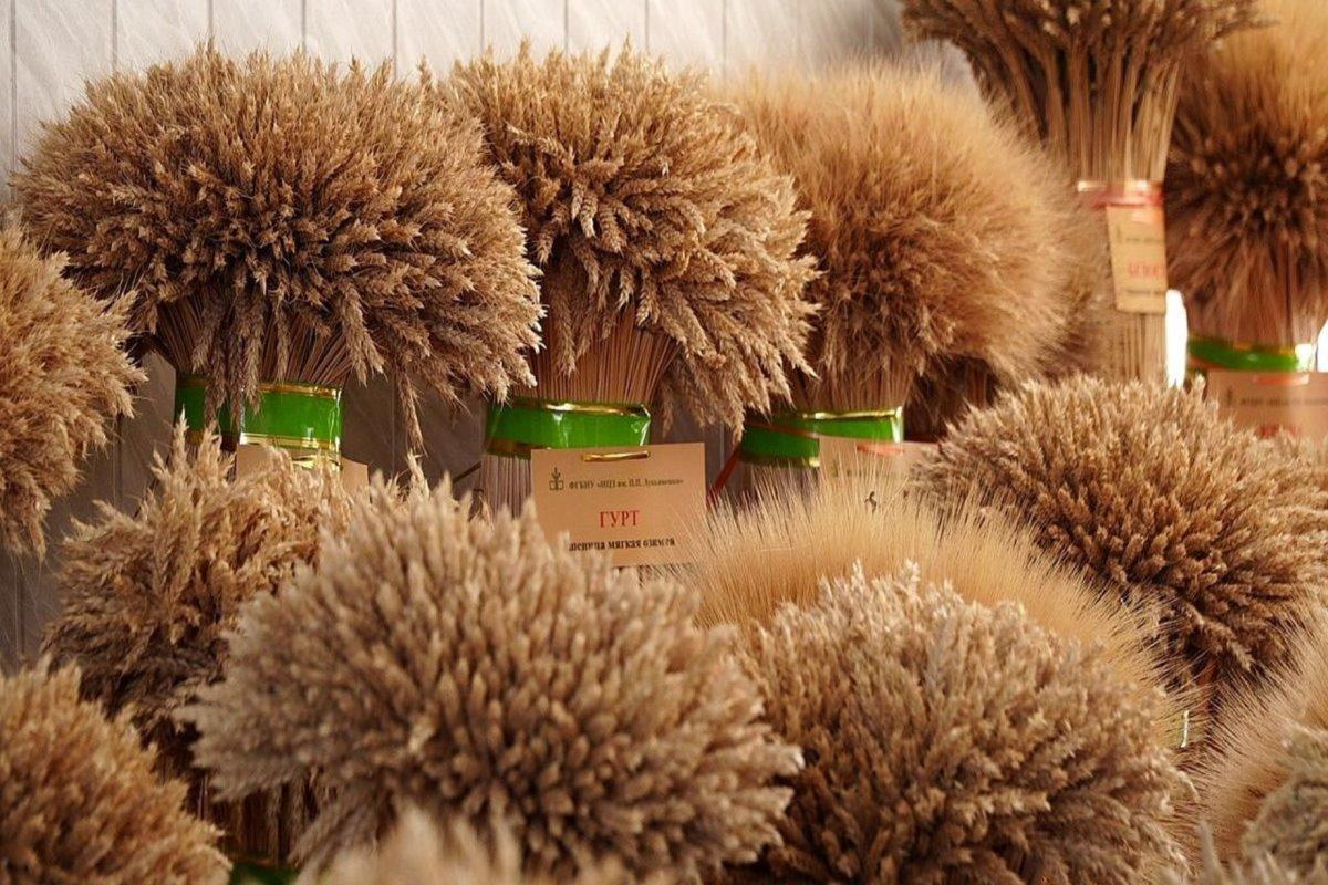 В Майкопском технологическом университете вывели новые сорта озимой пшеницы