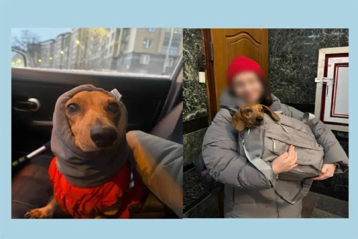 Полгода разлуки и судебные баталии закончились хэппи-эндом для таксы и её хозяйки