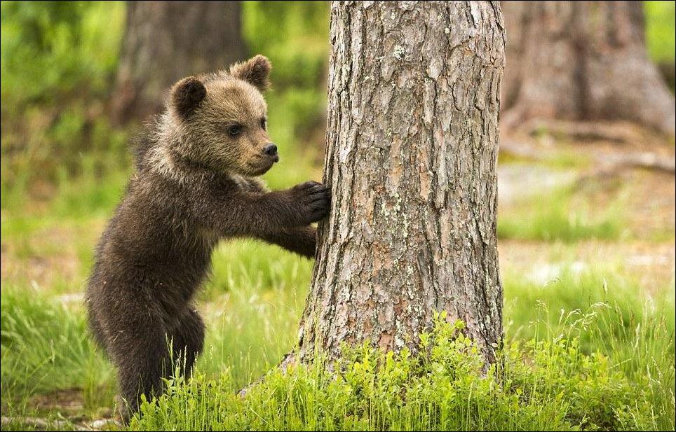 В приморском селе медвежонок забрался в огород и ранил 5-летнюю девочку и пенсионерку