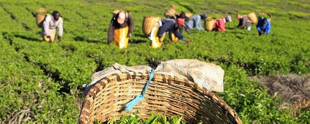 Роскачество нашло бактерии кишечной палочки в черном чае