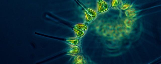 Ученые объяснили парадокс планктона