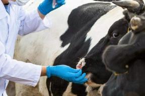 Власти Новосибирской области начали платить по 668 тысяч каждой семье за изъятый скот