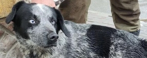 В Крыму спасатели достали упавшую в ущелье скалы Копек-Баш собаку