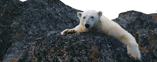 В Якутии появится заповедник «Медвежьи острова»