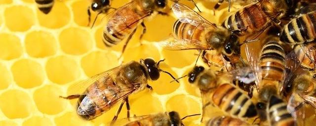 Алтайские учёные разработали экологически безопасный способ лечения варроатоза у пчёл