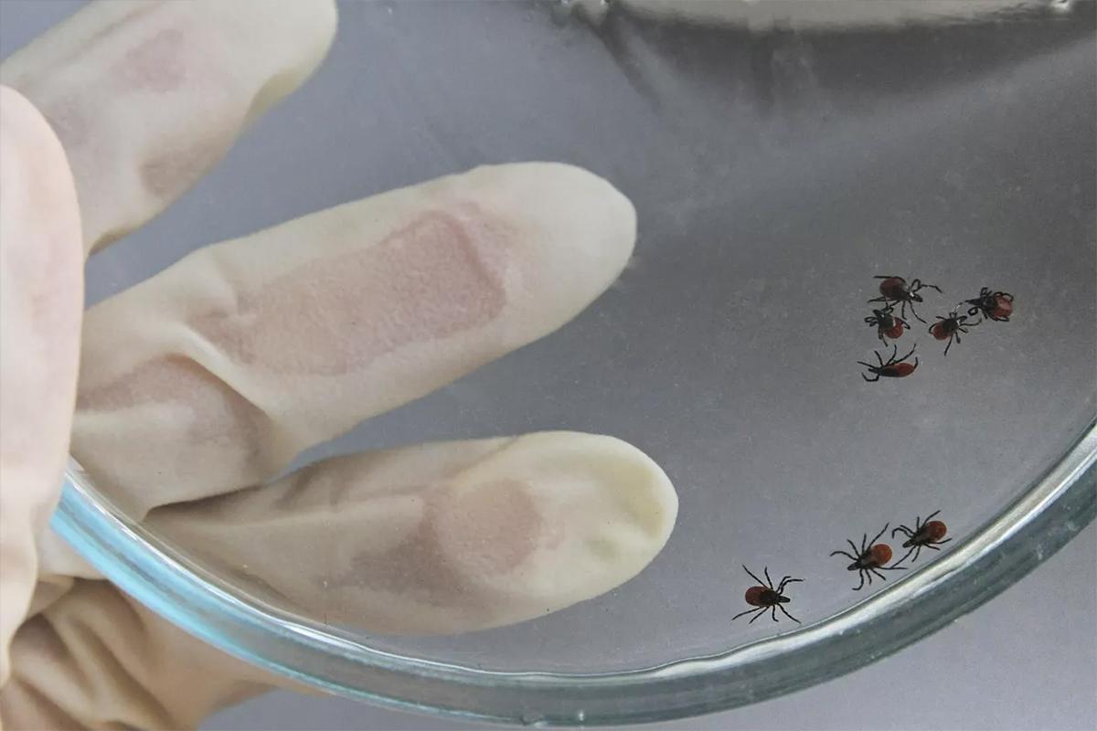 Новосибирский минздрав заявил, что иммуноглобулин не дает гарантий от энцефалита