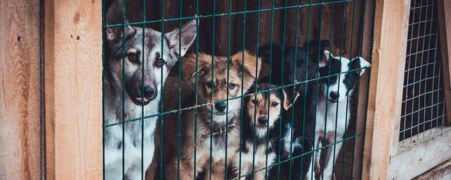 В Кирове появится государственный приют для бездомных животных